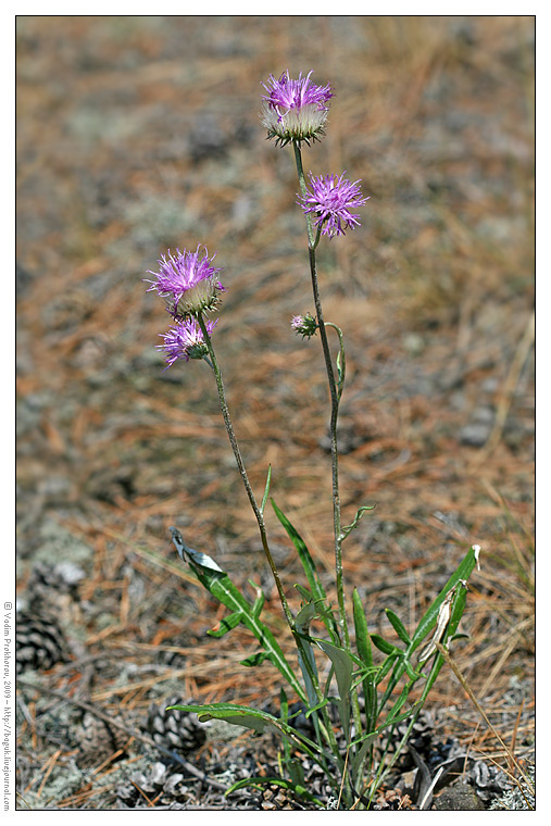 Image of Jurinea cyanoides specimen.