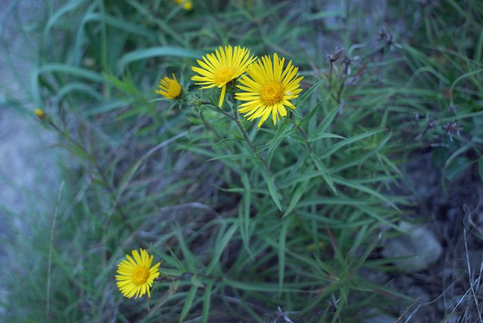 Изображение особи Inula ensifolia.