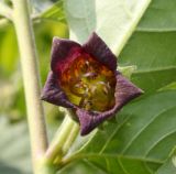 Atropa bella-donna. Цветок. Германия, г. Дюссельдорф, Ботанический сад университета. 02.06.2014.