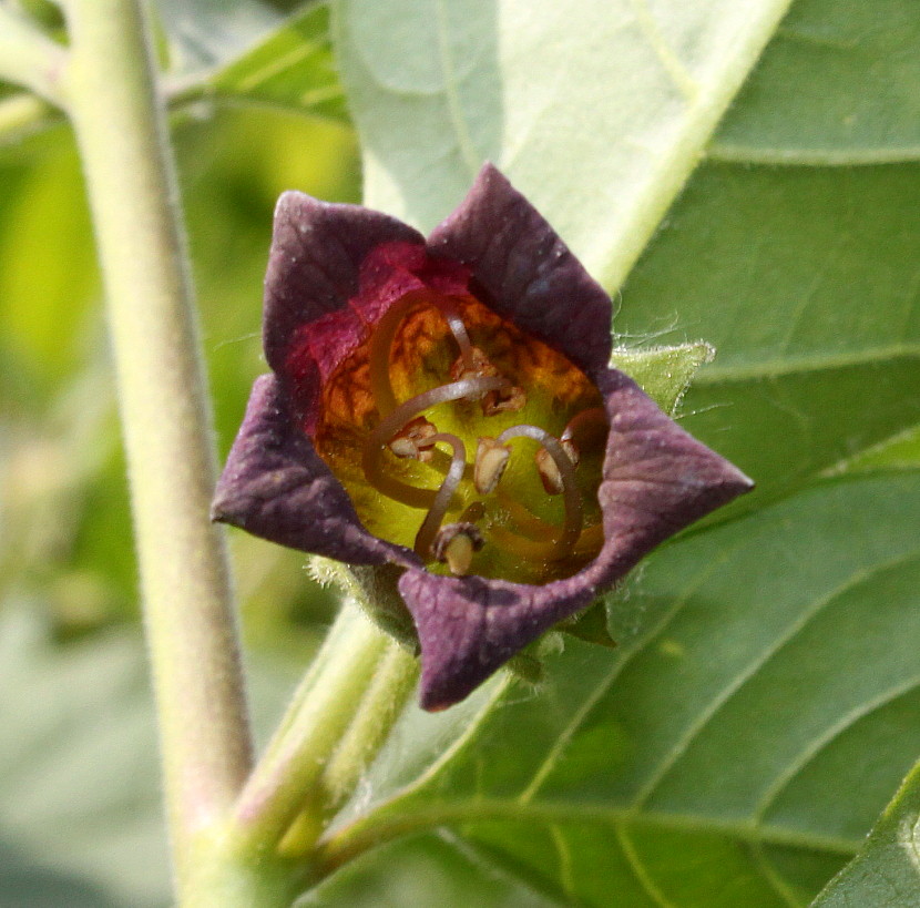 Изображение особи Atropa bella-donna.