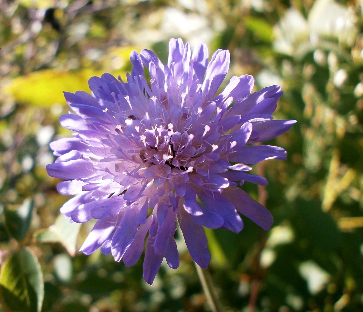 Image of Knautia arvensis specimen.