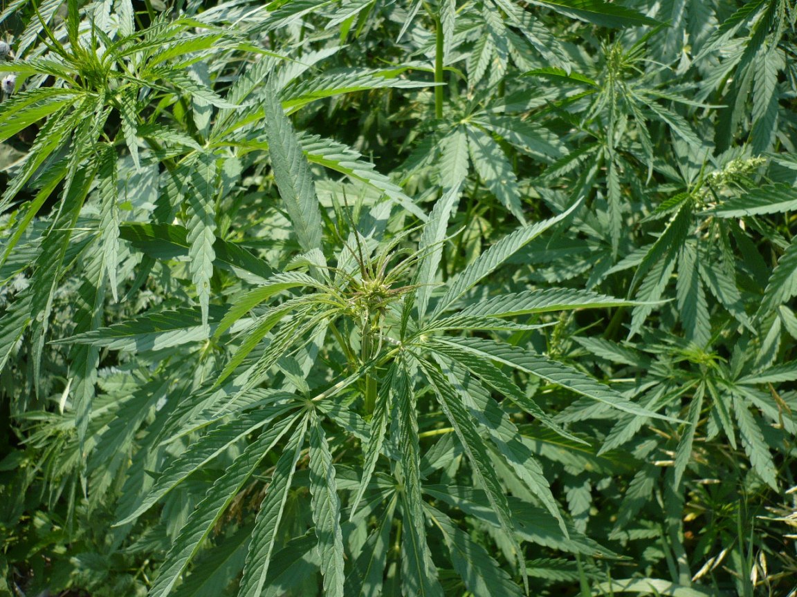 Image of Cannabis sativa var. spontanea specimen.