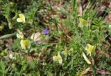 Vicia hybrida. Побеги с цветками. Греция, п-ов Пелопоннес, окр. г. Катаколо. 22.04.2014.