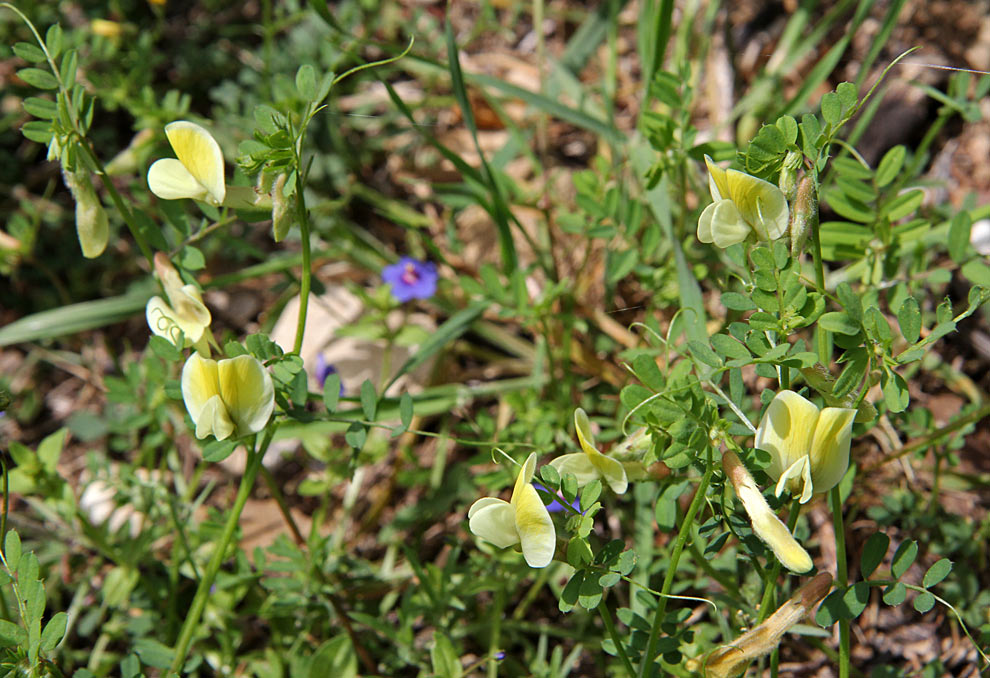 Изображение особи Vicia hybrida.