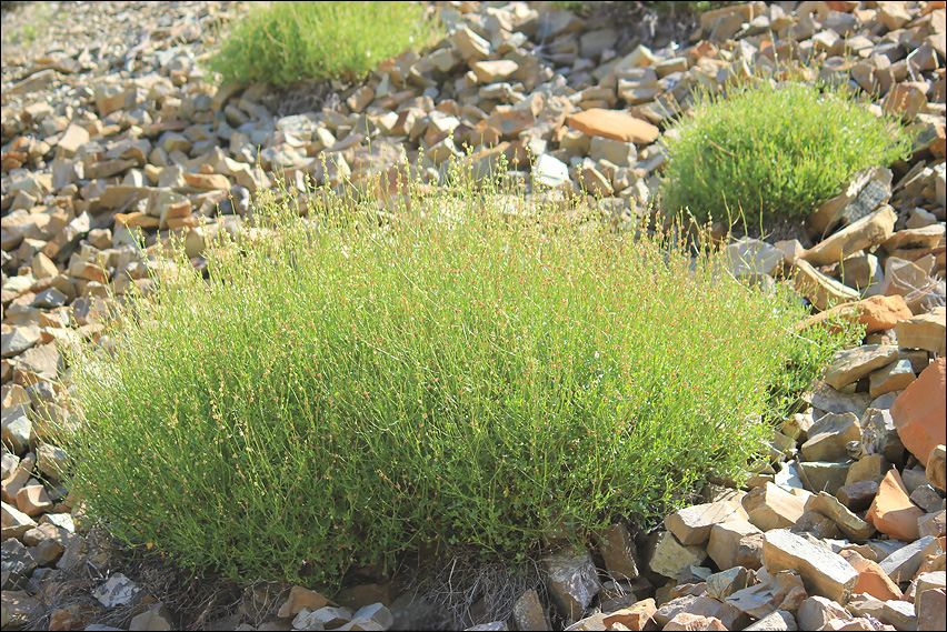 Изображение особи Rumex hastifolius.