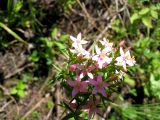 Centaurium erythraea