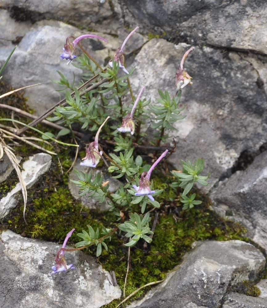 Изображение особи Viola delphinantha.