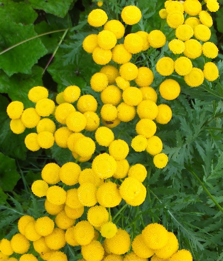 Image of Tanacetum vulgare specimen.