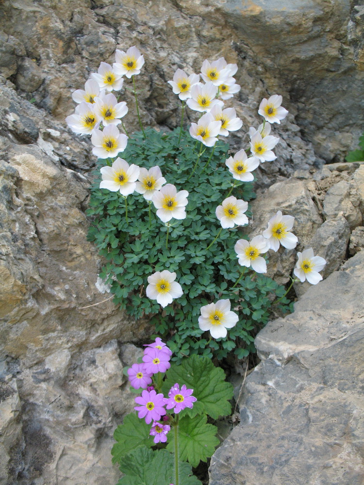 Image of Paraquilegia caespitosa specimen.