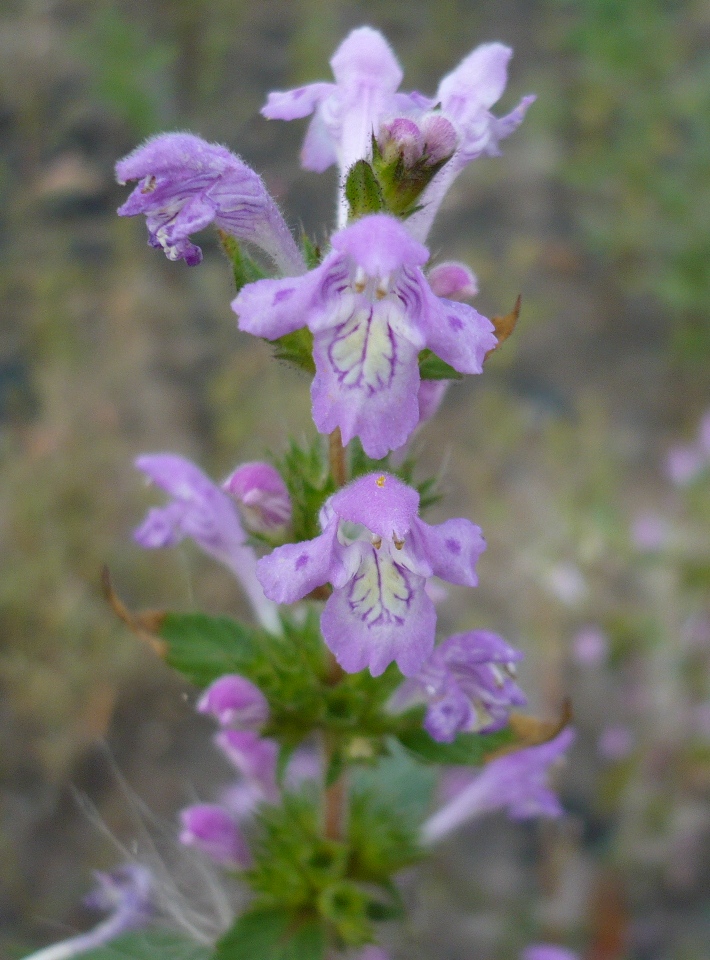 Image of Galeopsis ladanum specimen.