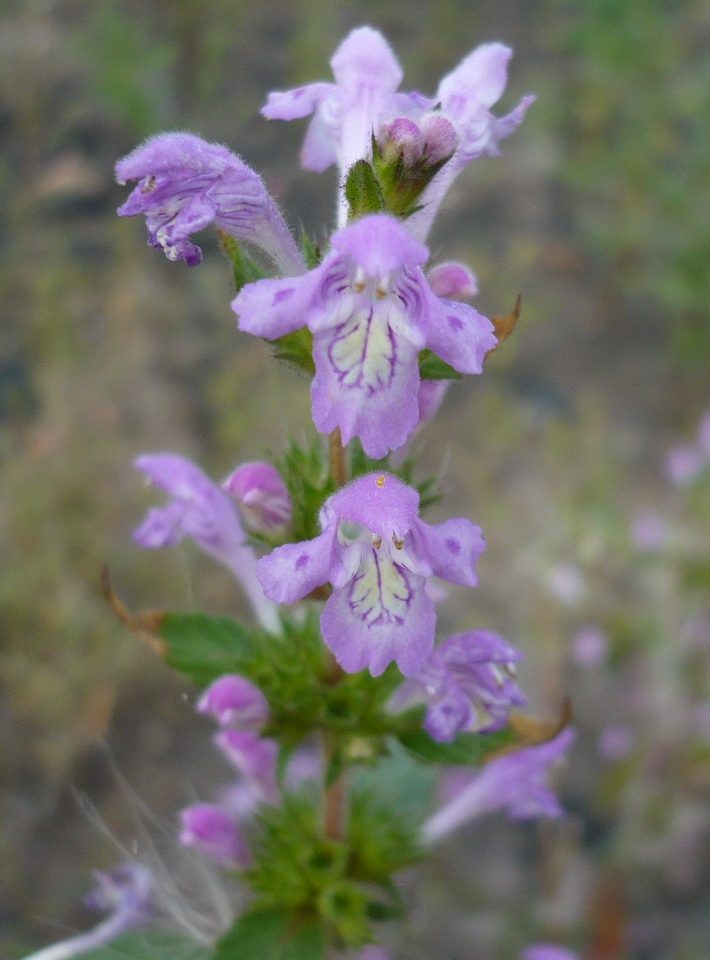 Изображение особи Galeopsis ladanum.