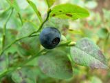 Vaccinium myrtillus