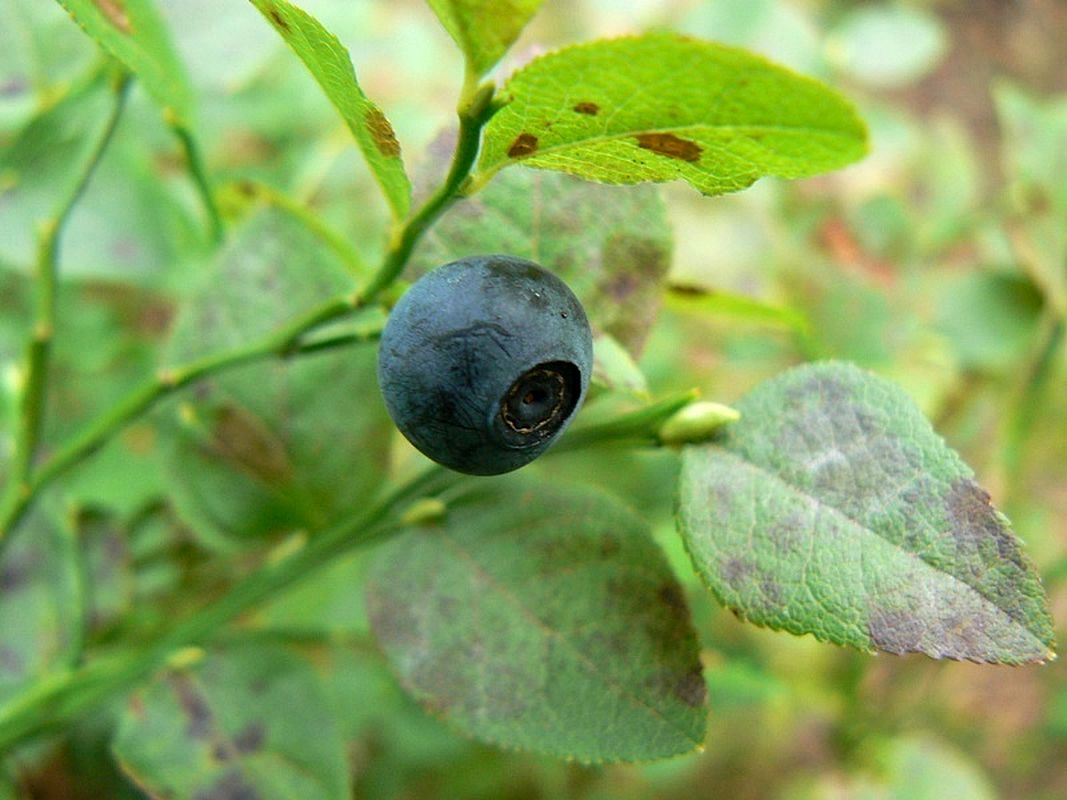 Image of Vaccinium myrtillus specimen.