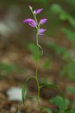 Cephalanthera rubra