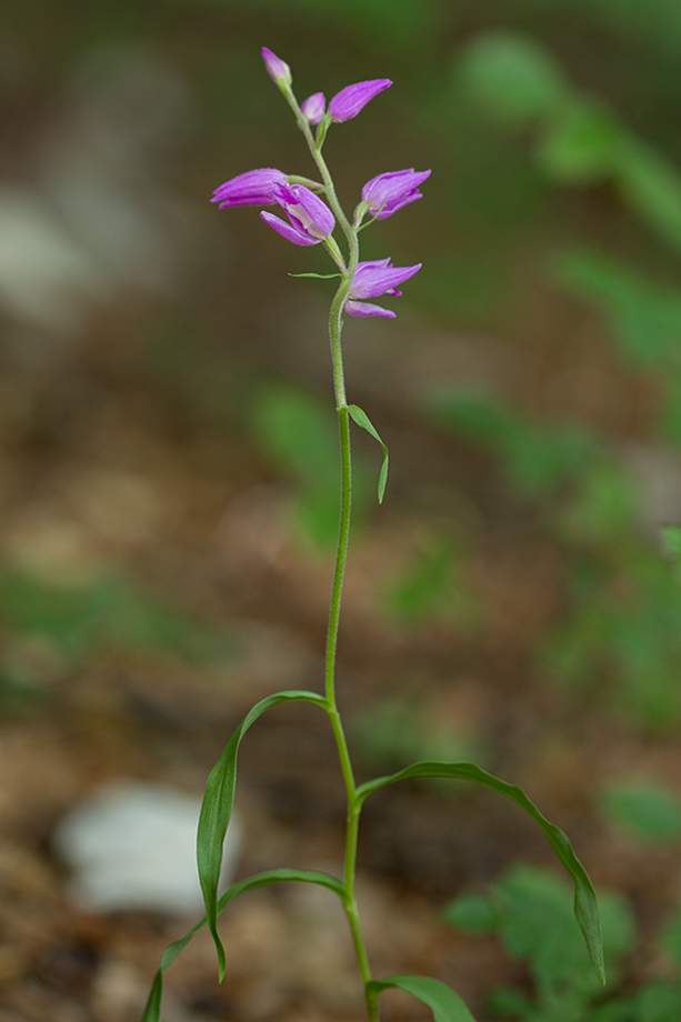 Image of Cephalanthera rubra specimen.