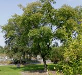 Phellodendron japonicum. Плодоносящее растение. Германия, г. Дюссельдорф, Ботанический сад университета. 04.09.2014.