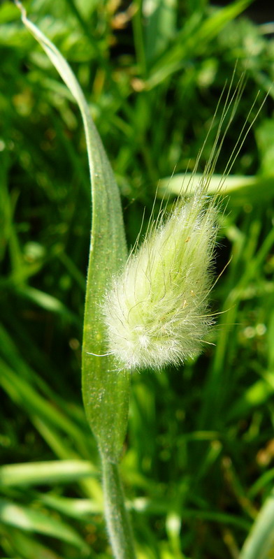 Image of Lagurus ovatus specimen.