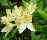 род Rhododendron