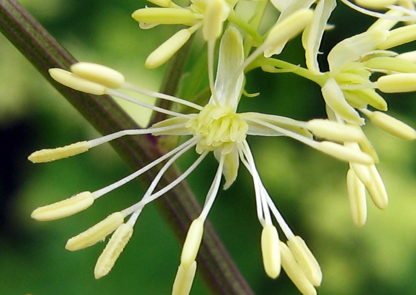 Изображение особи Thalictrum lucidum.