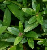 Boltonia variety latisquama