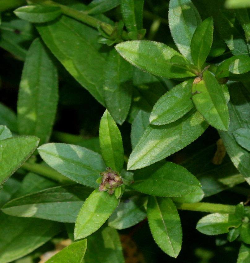 Изображение особи Boltonia asteroides var. latisquama.