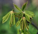 Aesculus hippocastanum. Молодые листья. Московская обл., Раменский р-н, окр. дер. Хрипань, садовый участок. 08.05.2014.