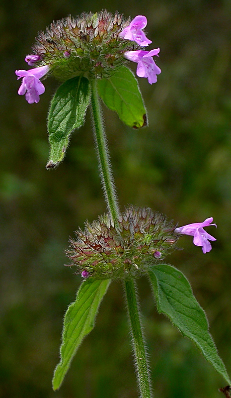 Image of Clinopodium vulgare specimen.