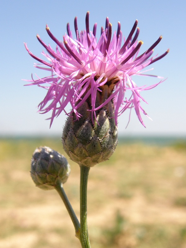 Image of Centaurea adpressa specimen.