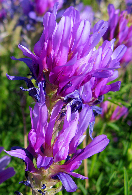 Изображение особи Astragalus onobrychis.