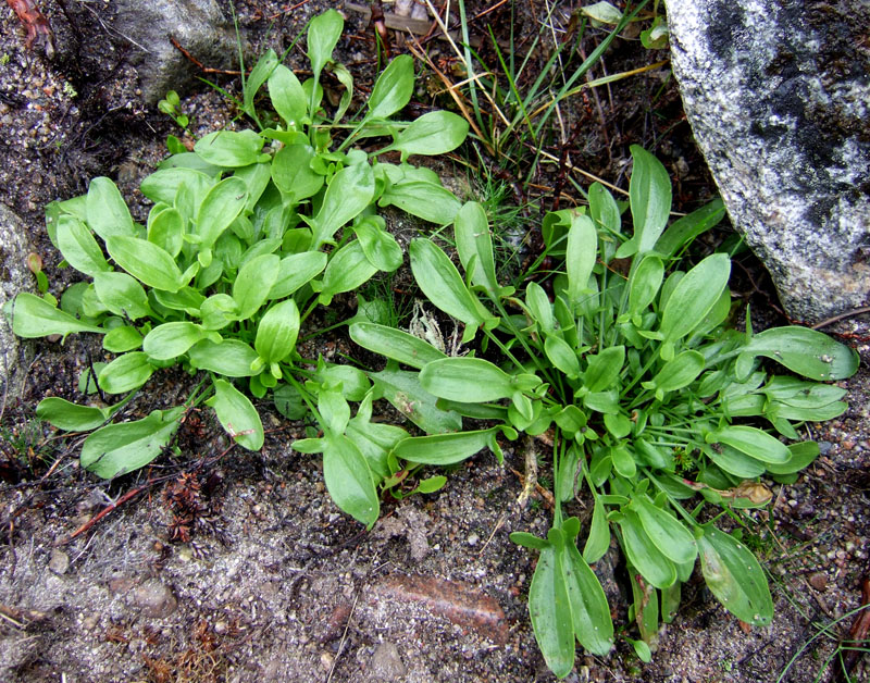 Image of Rumex acetosella specimen.