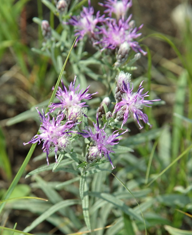 Изображение особи Saussurea salicifolia.