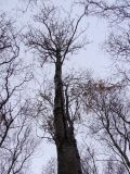 род Betula. Ствол и крона растения. Мурманская обл., Североморский р-н, пос. Росляково, берег губы Грязная. 19.09.2009.