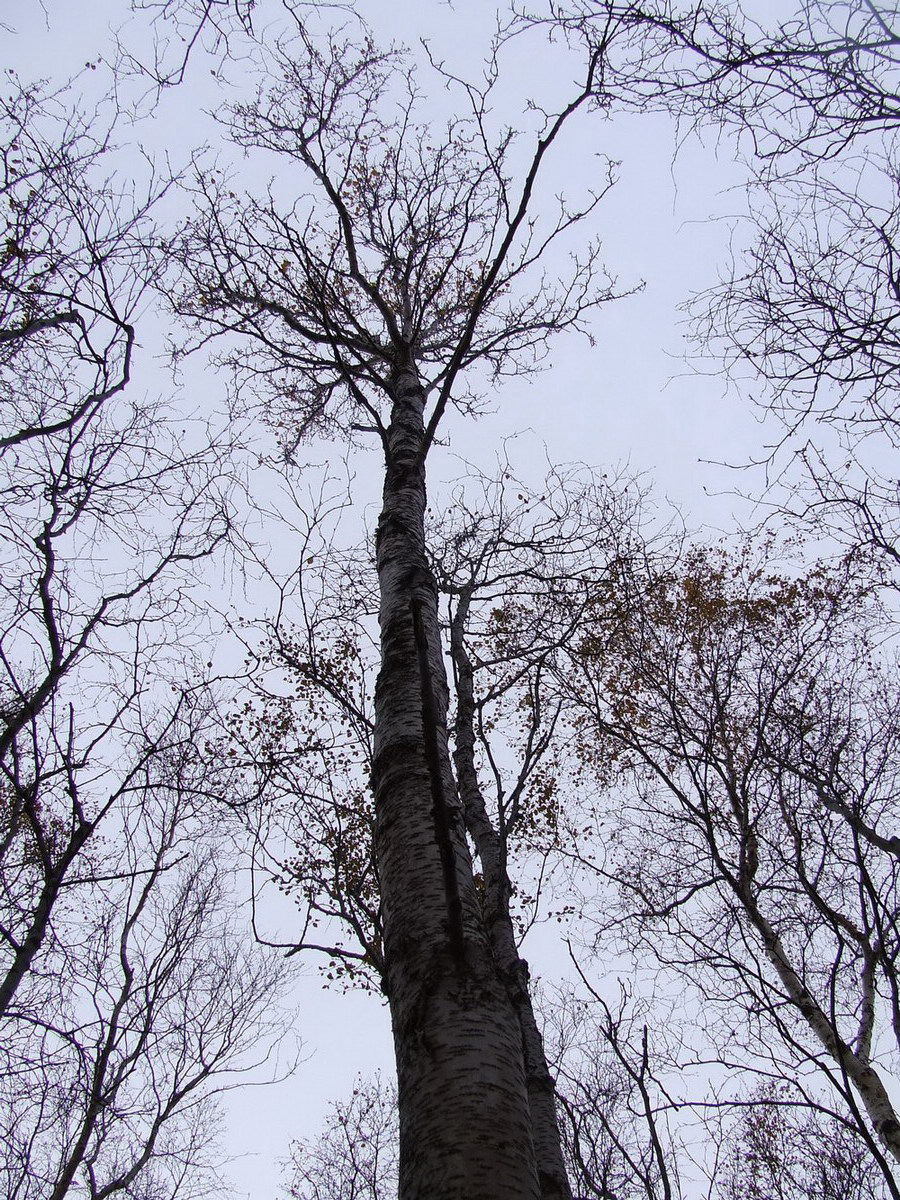 Image of genus Betula specimen.