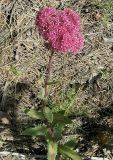 Hylotelephium triphyllum. Цветущее растение в сосновом лесу. Окр. Барнаула, Барнаульский ленточный бор. 18.08.2009.