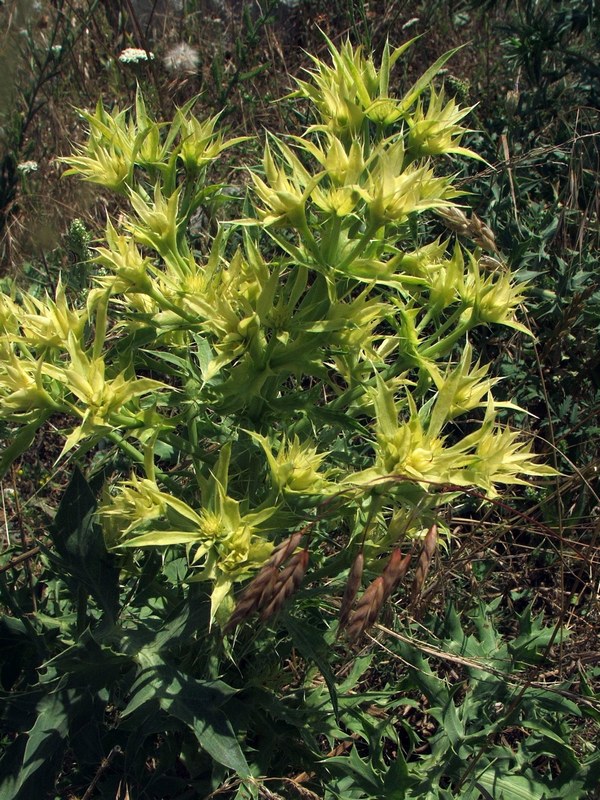 Изображение особи Eryngium campestre.