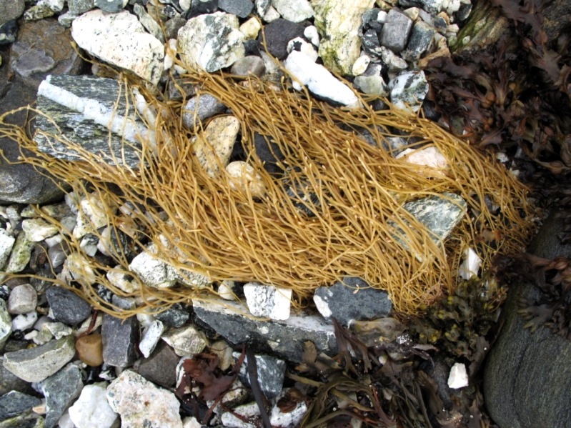 Image of Honckenya peploides ssp. diffusa specimen.