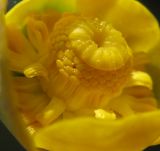 Nuphar lutea