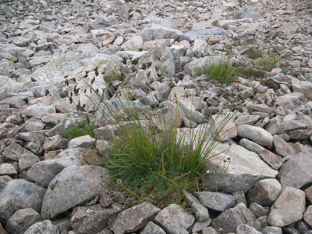 Изображение особи Carex medwedewii.