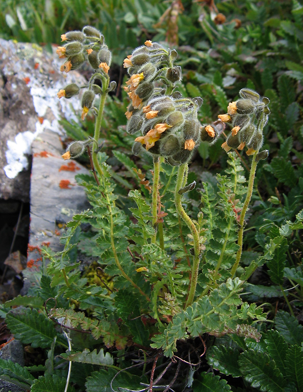 Image of Biebersteinia odora specimen.