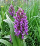 Dactylorhiza incarnata. Соцветие. Подмосковье, Одинцовский р-н, окр. г. Кубинка, сырой луг на берегу пруда. 28.05.2014.