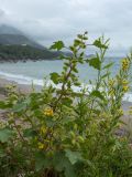 Xanthium orientale