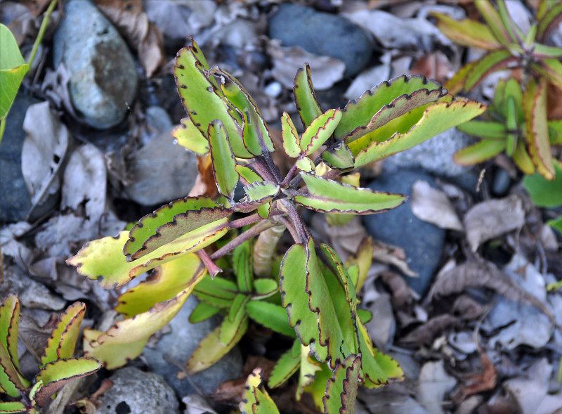 Изображение особи Kalanchoe pinnata.