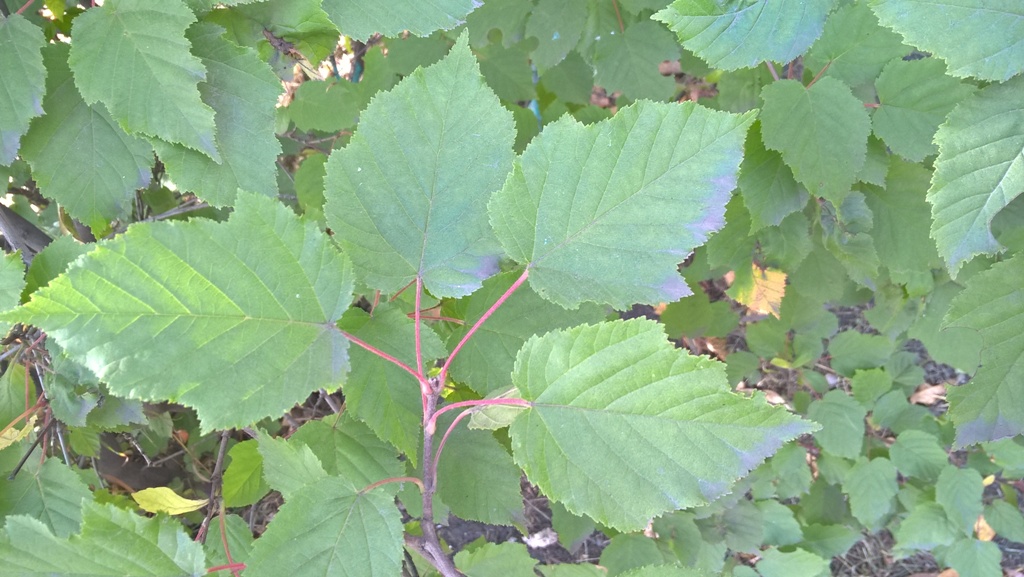 Изображение особи Acer tataricum.