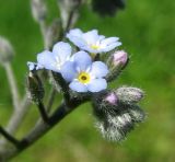 Myosotis arvensis. Верхушка веточки соцветия. Архангельская обл., Вельский р-н, окр. пос. Усть-Шоноша, во дворе дома. 30.06.2011.