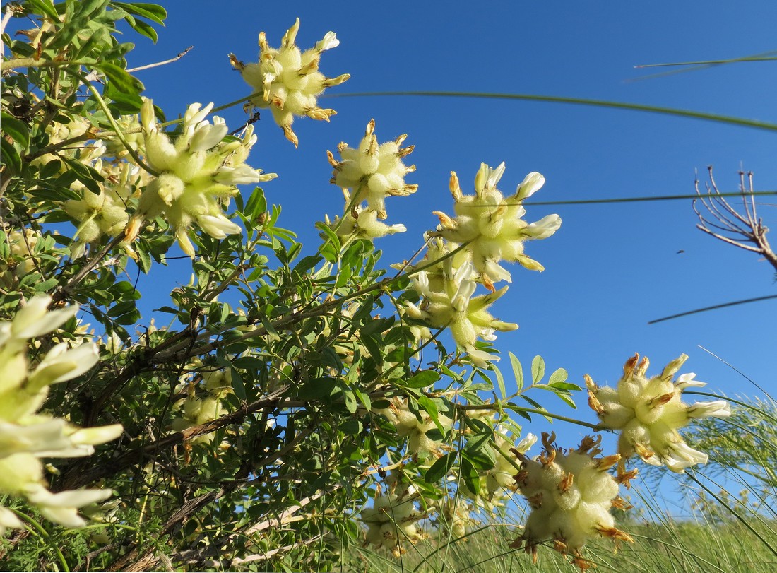 Image of Astragalus xanthotrichos specimen.