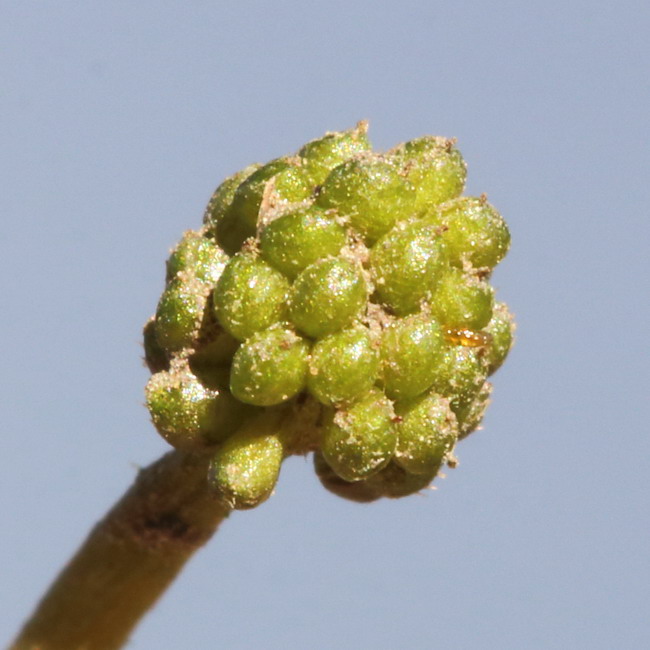 Image of Ranunculus rionii specimen.
