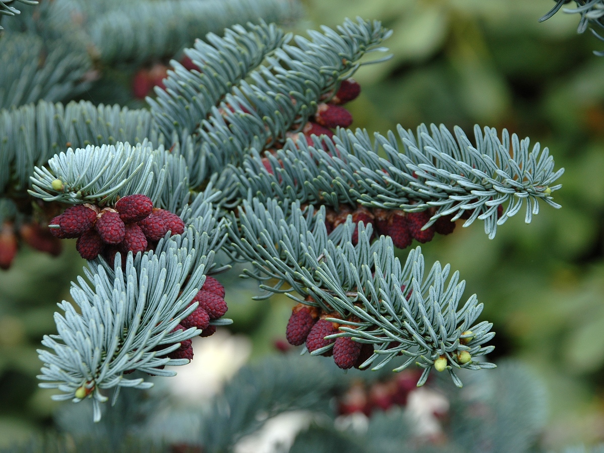 Изображение особи Abies procera f. glauca.