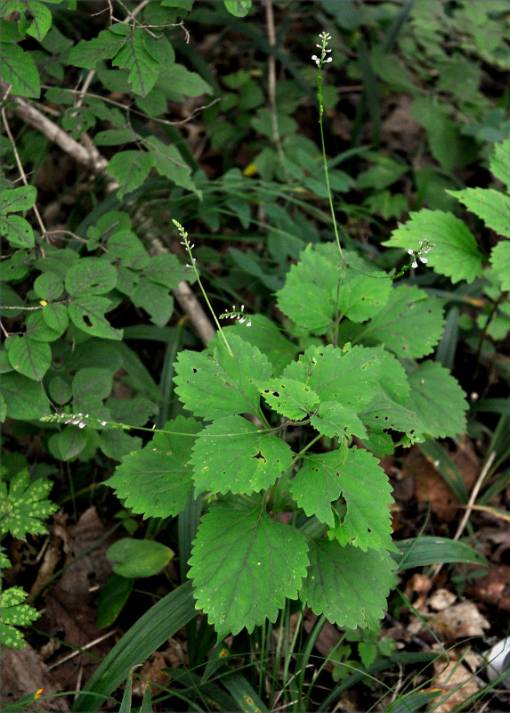 Image of Phryma asiatica specimen.