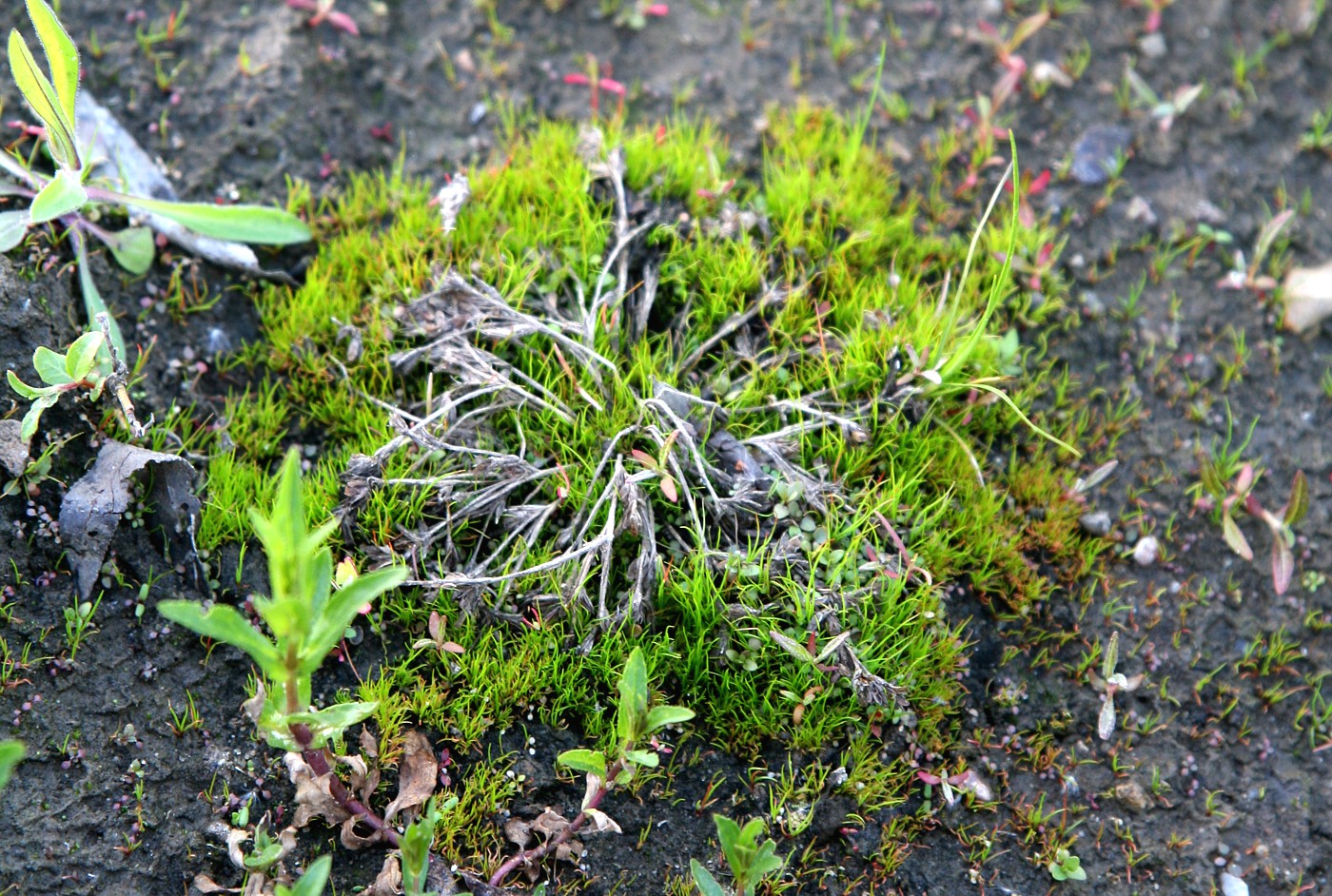 Изображение особи Juncus articulatus.