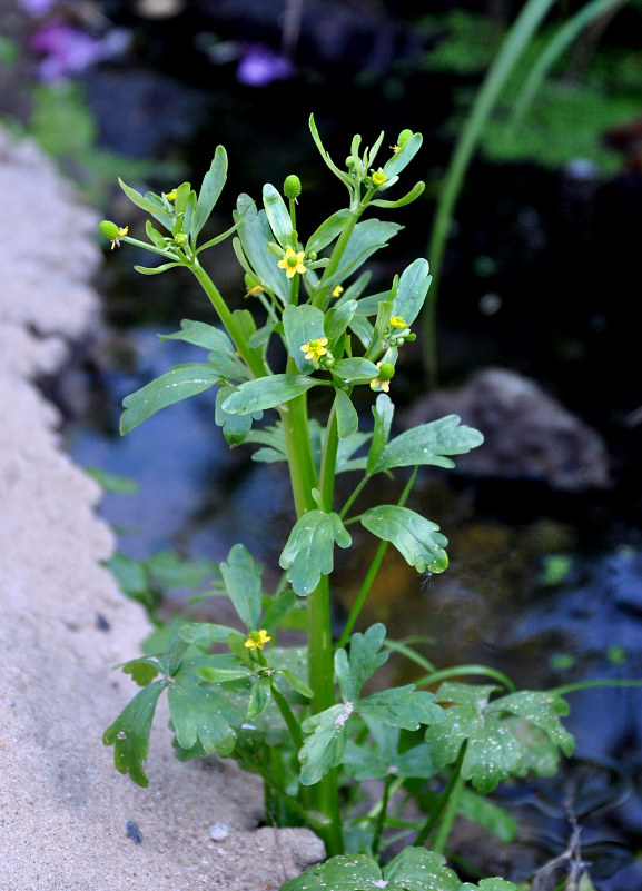 Изображение особи Ranunculus sceleratus.